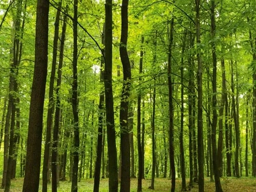 Festival Oranjewoud 2014