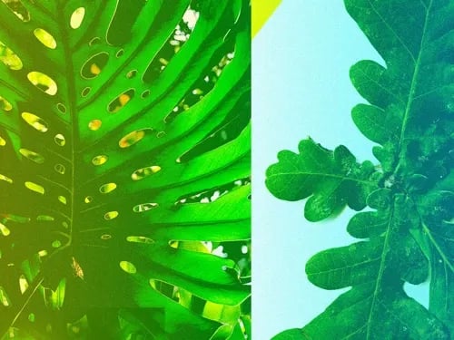 Amsterdam Roots Festival 2015