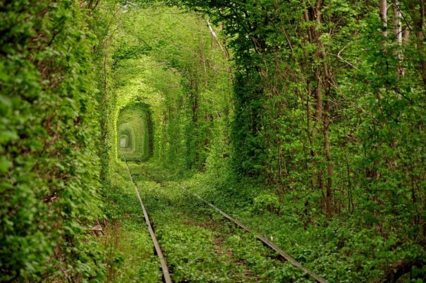 pro.1776.beautifultreestunnel.webp